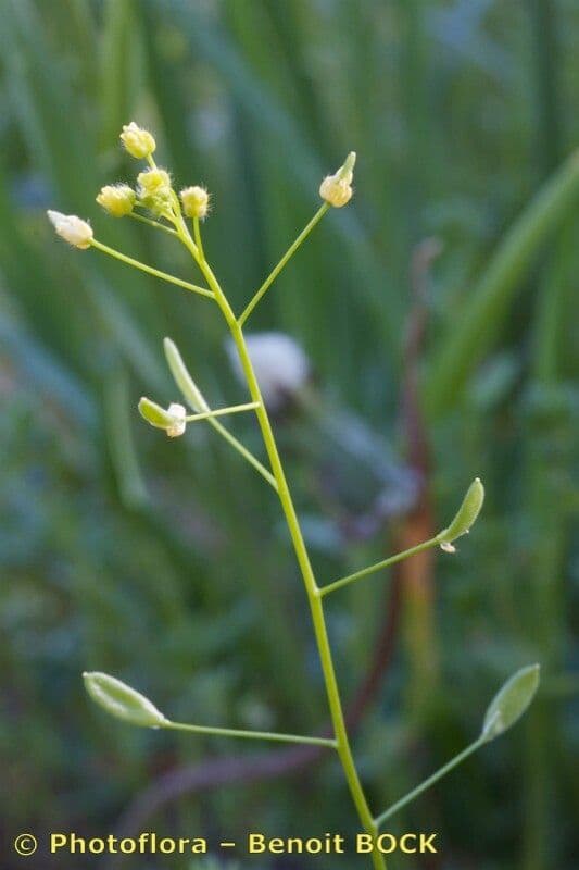 Draba lesná 2