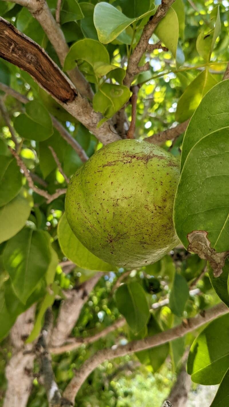 Xylocarpus