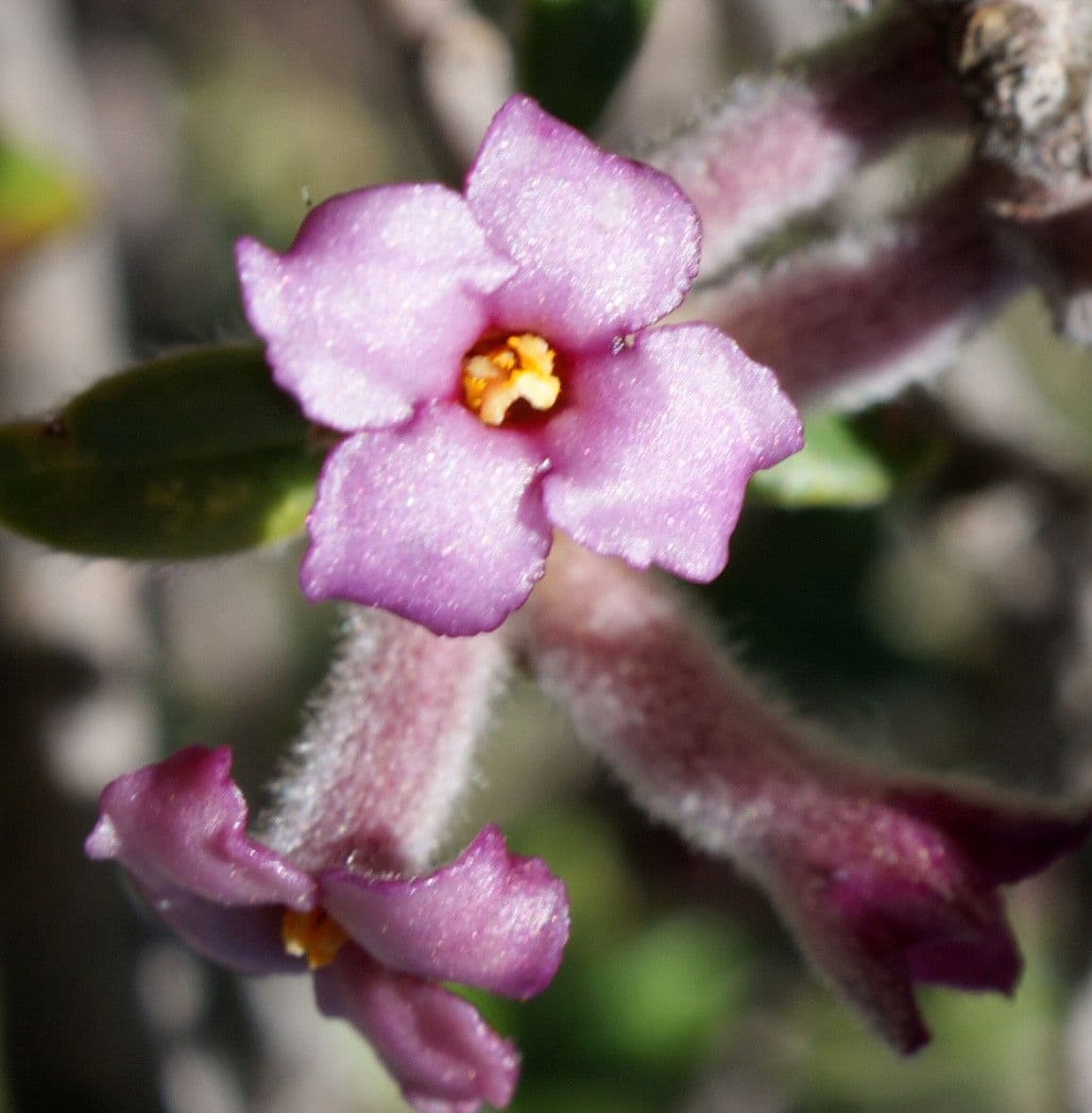 Daphne 6