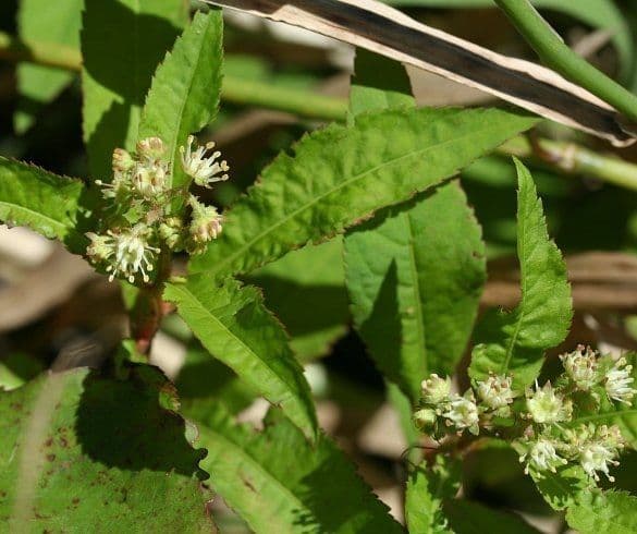 Penthorum sedoides 12