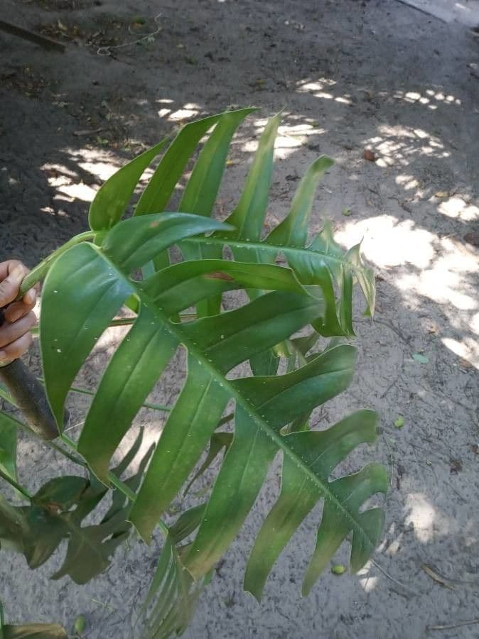 Rhaphidophora