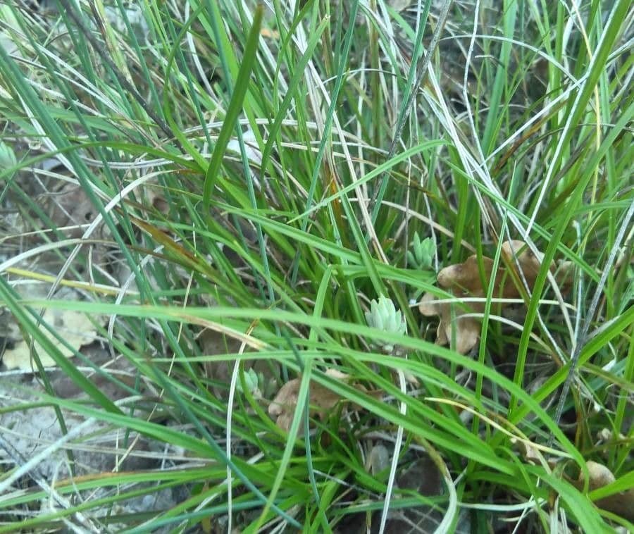 Carex distachya 17