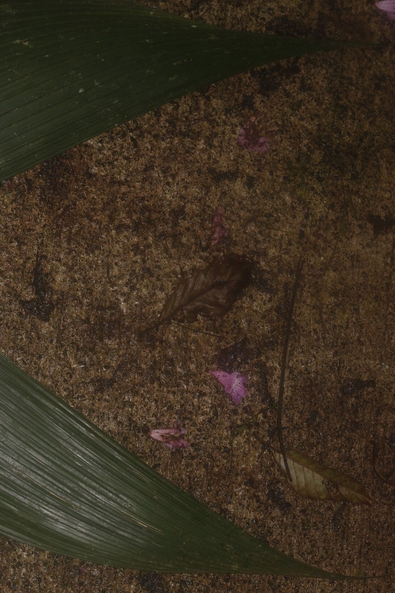 Geonoma interrupta 11