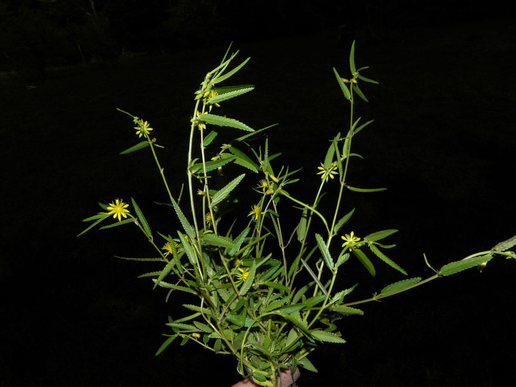 Corchorus hirtus 7