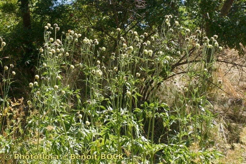 Cephalaria alpina 15