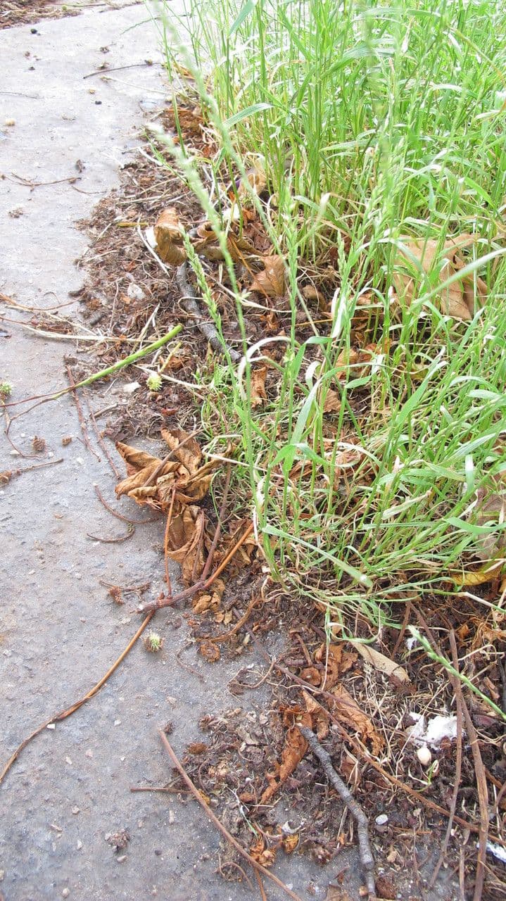 Jílek mnohokvětý 12