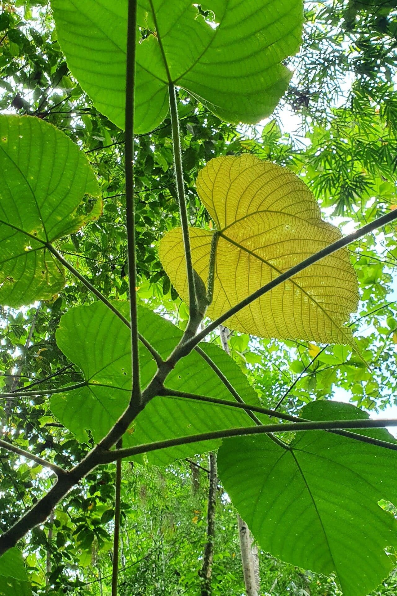 Macaranga
