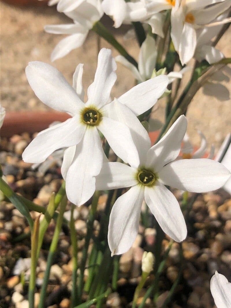 Narciso