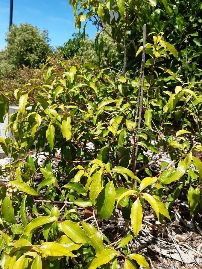 Mirto 2
