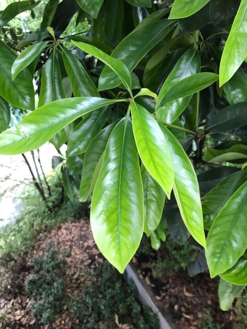 Lithocarpus 4