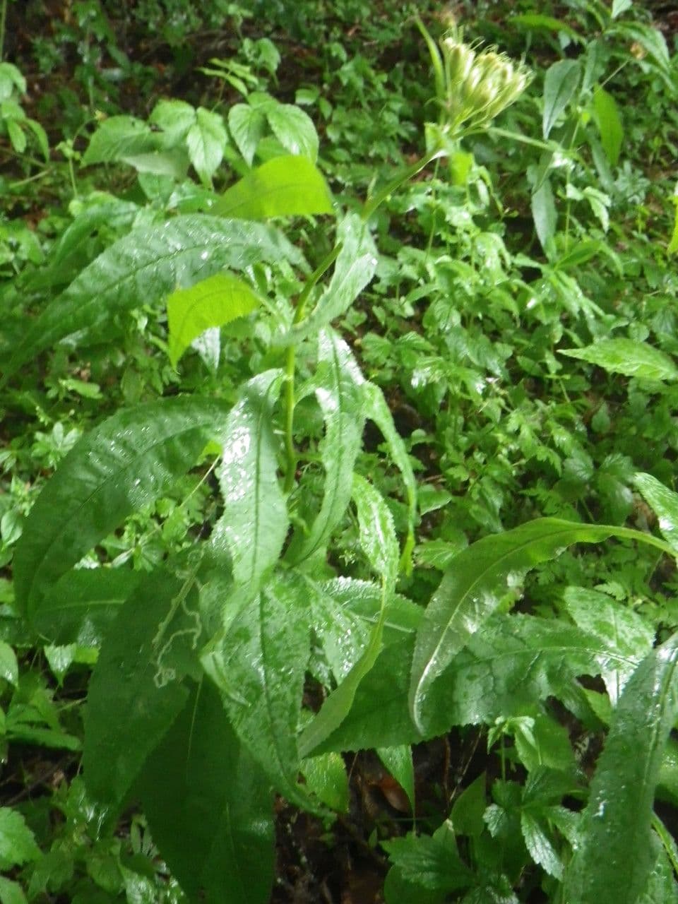 Senecio 18