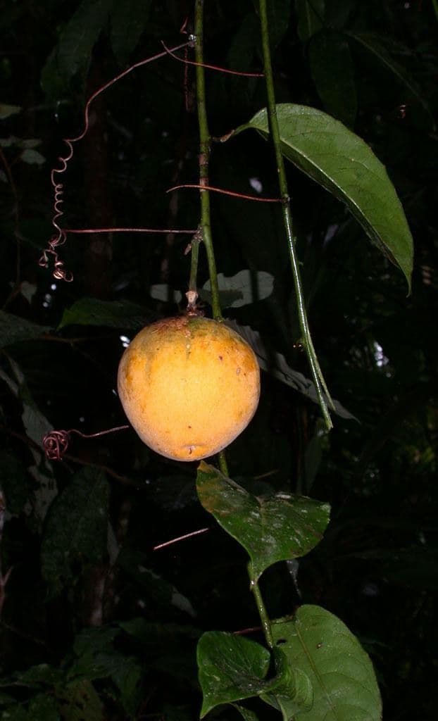 Passiflora ambigua 3
