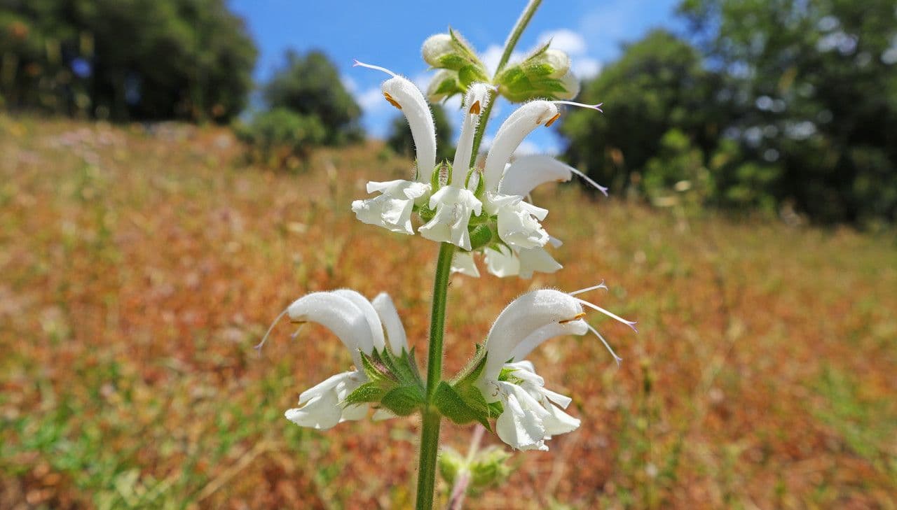 Salvia argentea 4