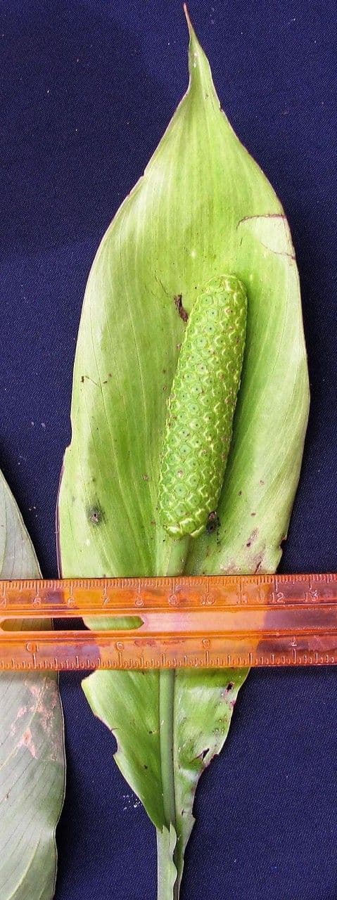 Spargelblatt