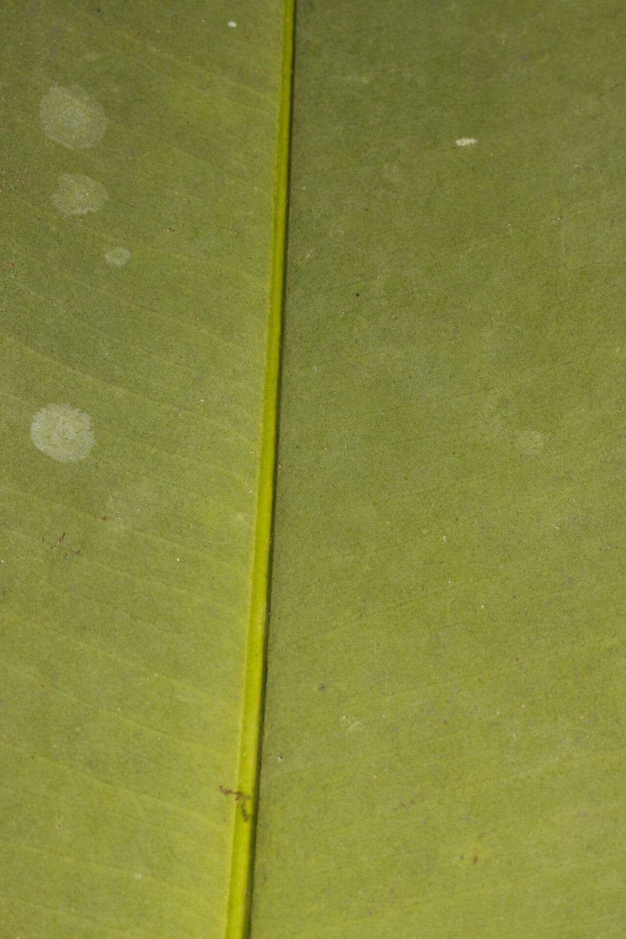 Garcinia 2