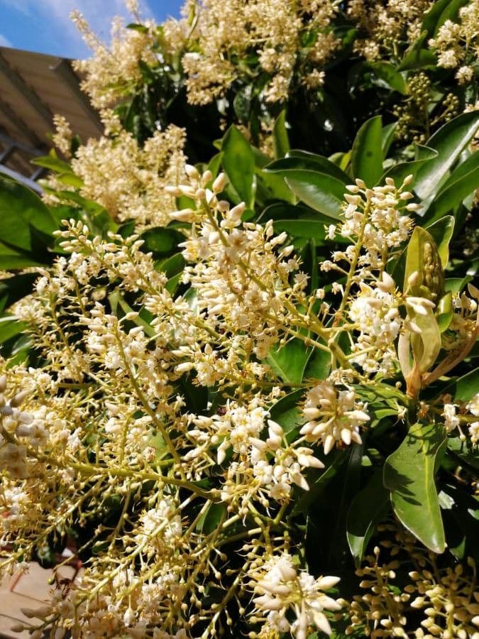 Ardisia révolutée 9