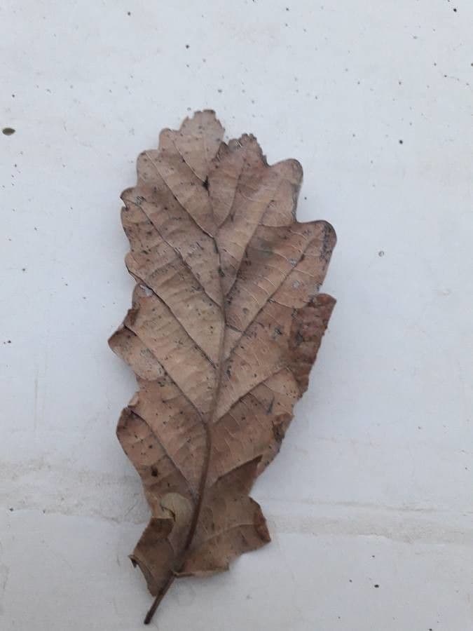 Quercia lusitanica 14