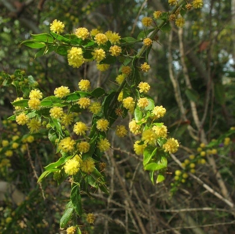 Acacia paradoxa 7