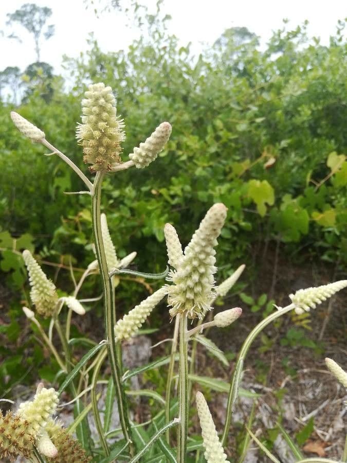 Pterocaulon 5
