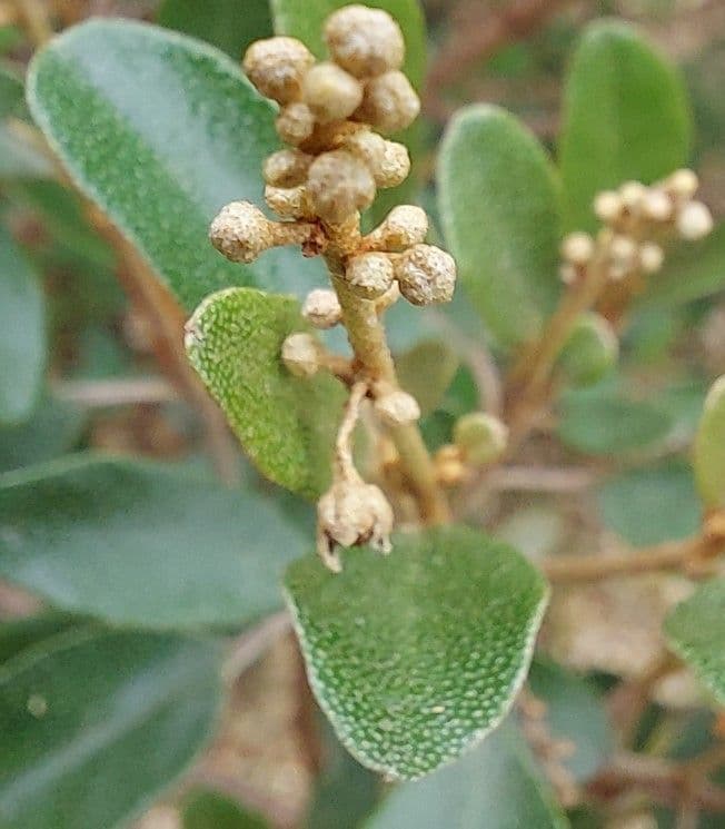 Croton 10