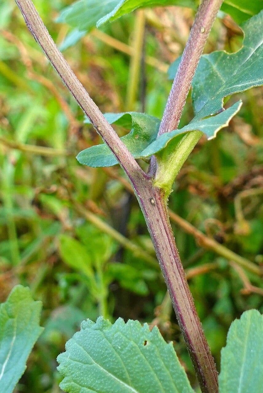 Rucola selvatica 24