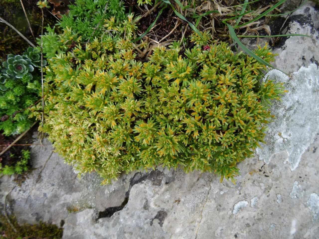 Verschlungene Steinbrech 13