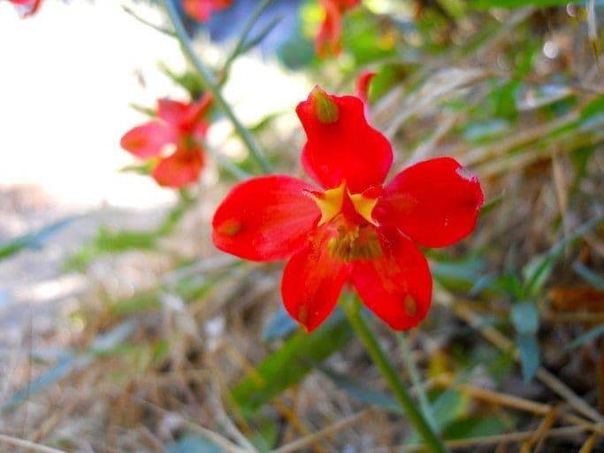 Delphinium cardinale 6