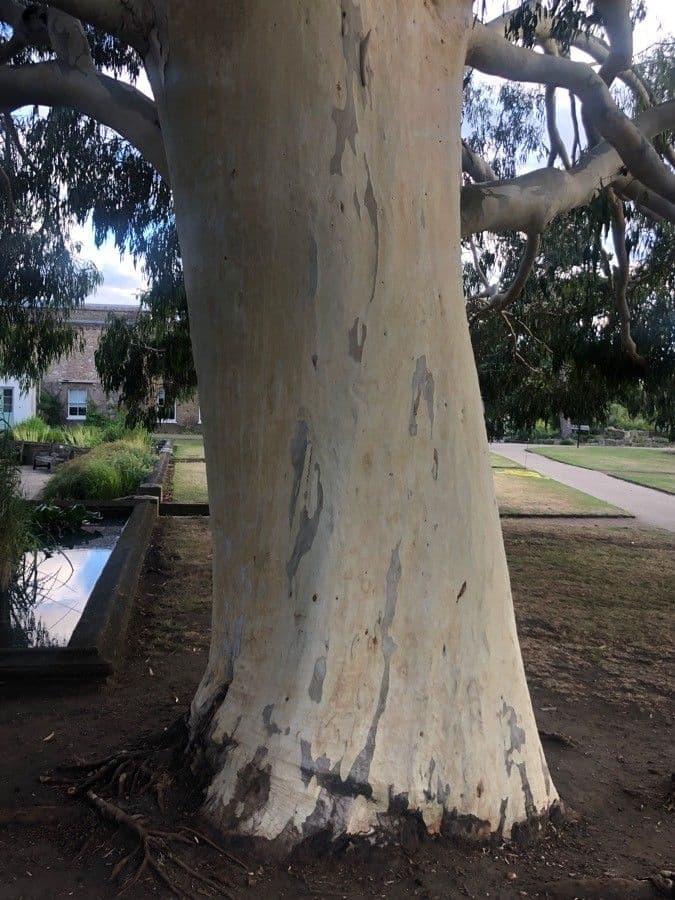 Eucalyptus dalrympleana 7