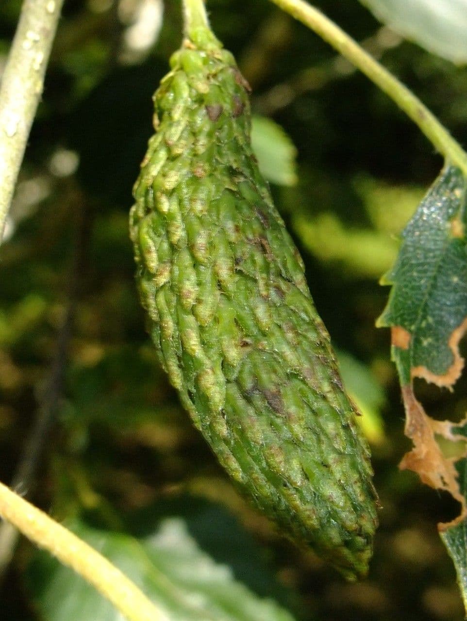 Bříza 5