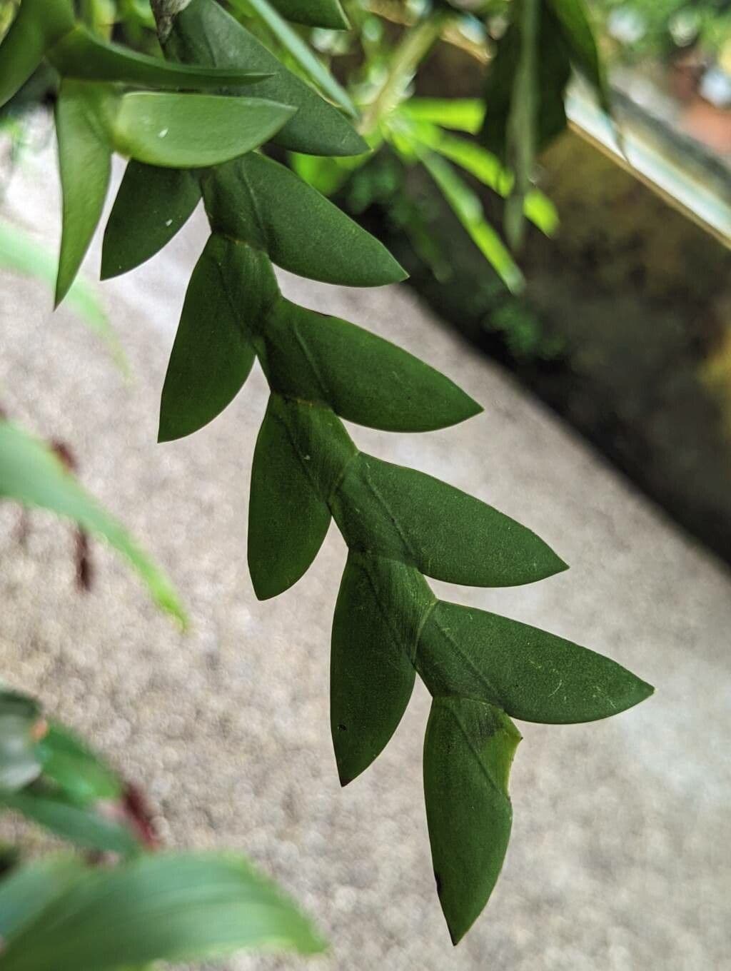 Dendrobium 4