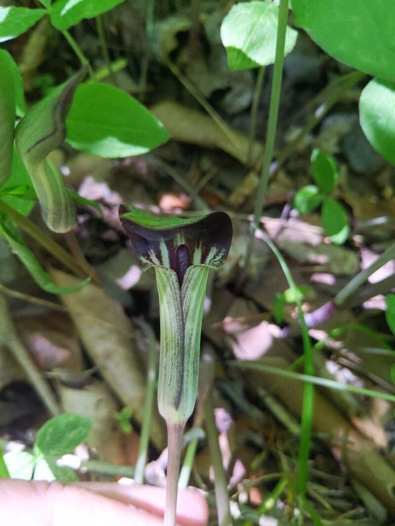 Arisema trójlistna 27