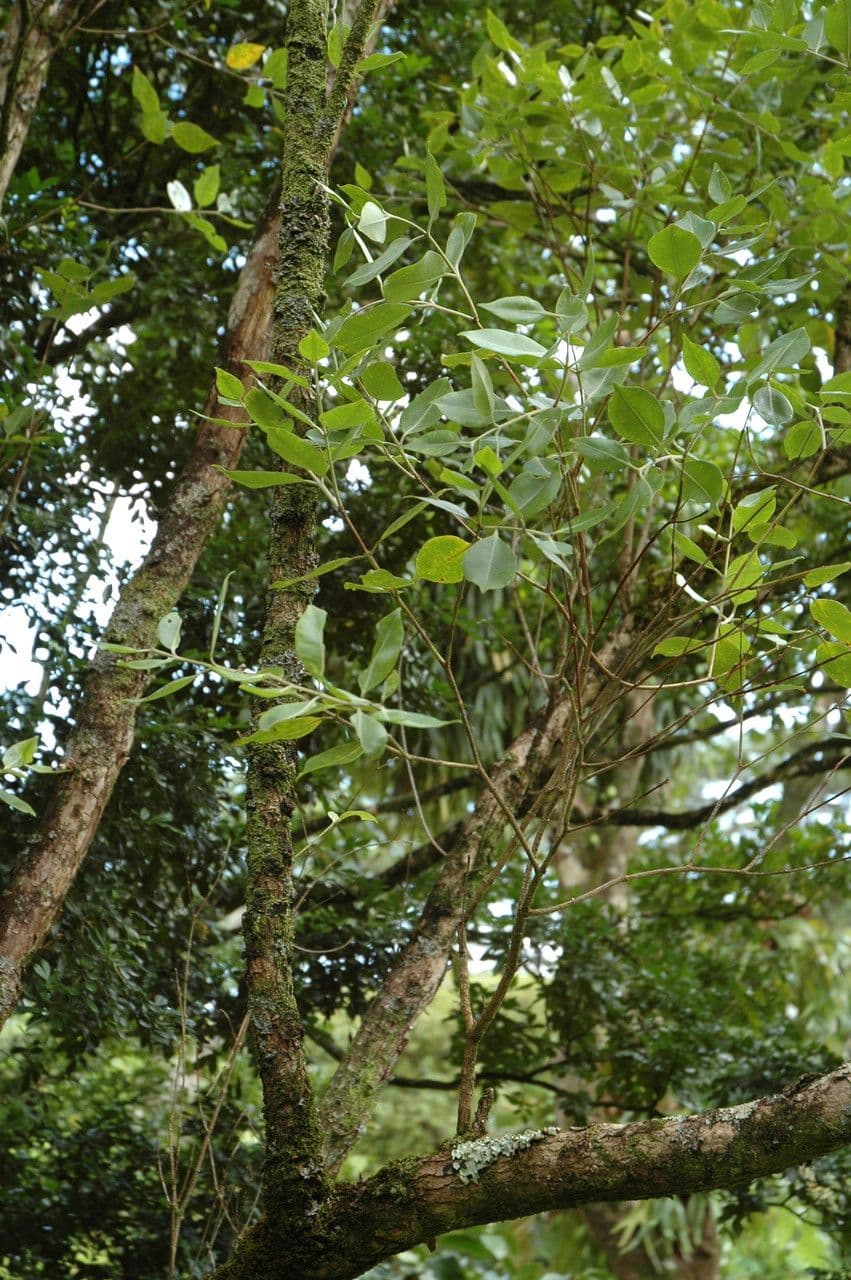 'Ōhi'a