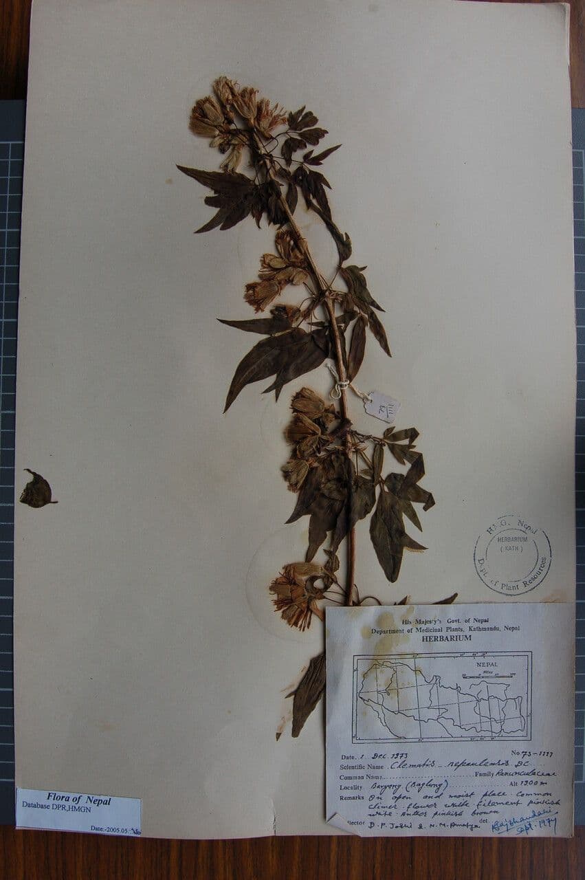 Clematis 3