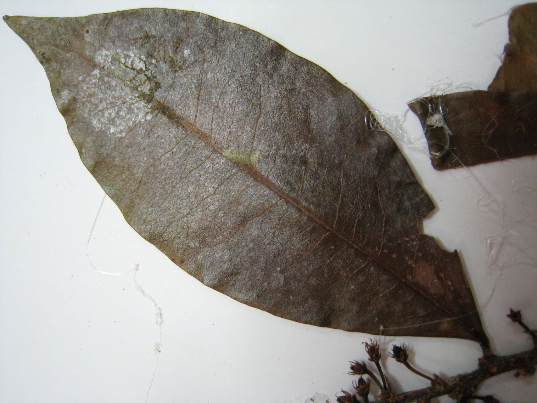 Erythroxylum 17