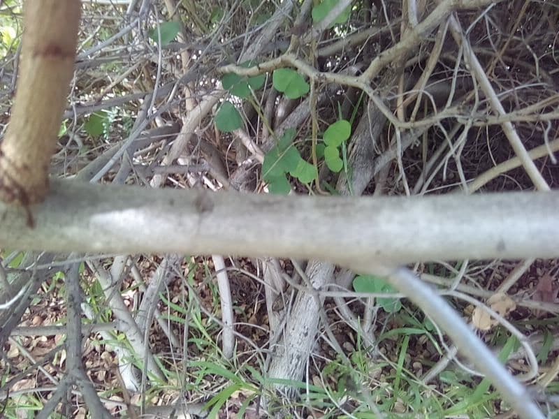Bauhinia galpinii 21
