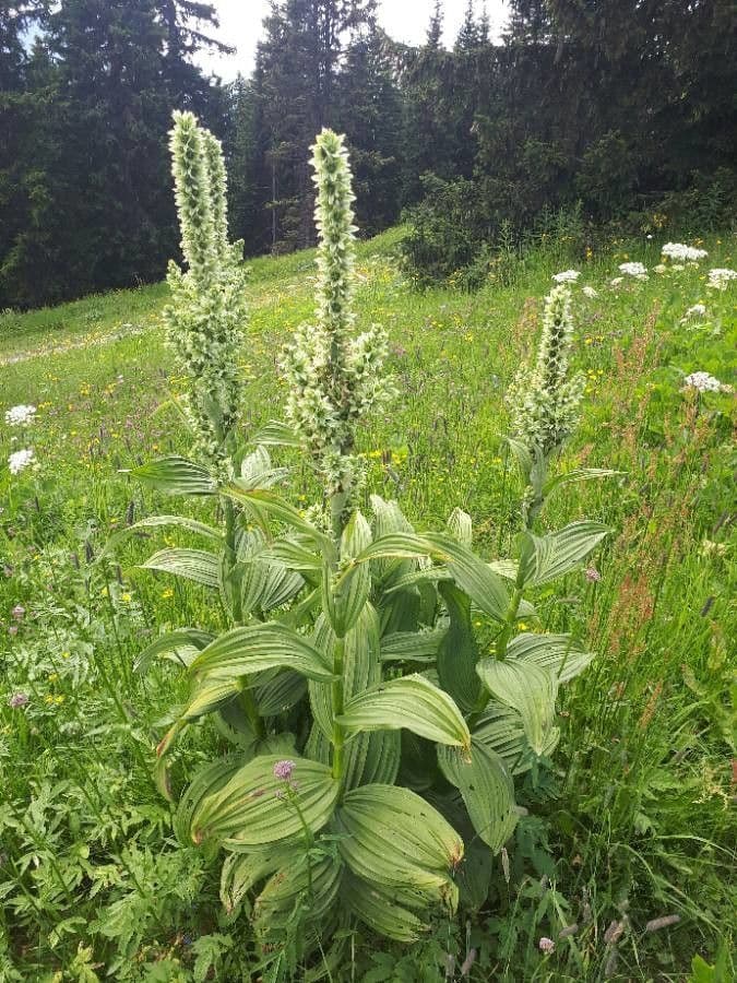 Vedegambre blanco 15