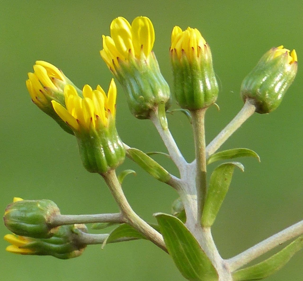 Léopardplant 6
