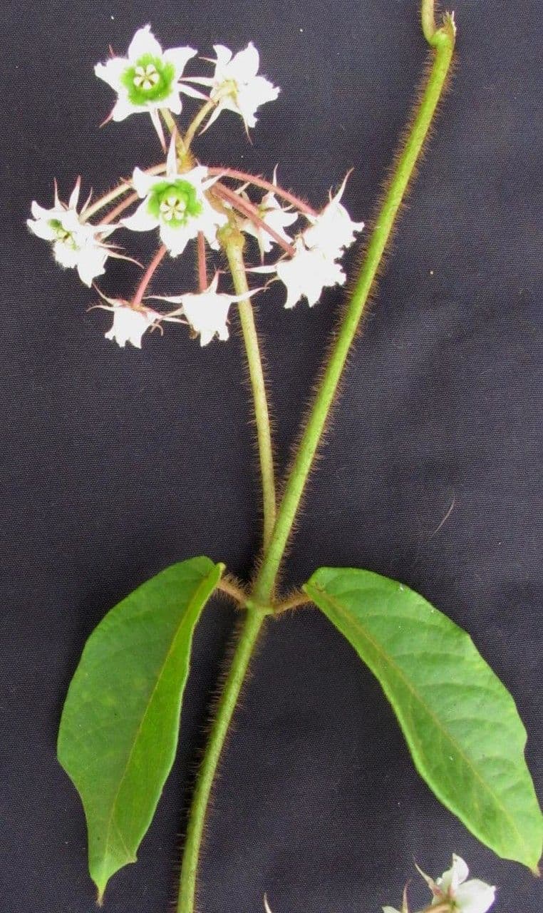 Fischeria 4