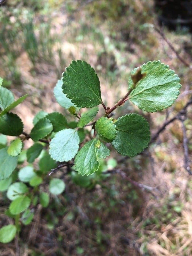 Resin birch 2