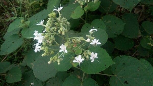 Clerodendrum indicum 12