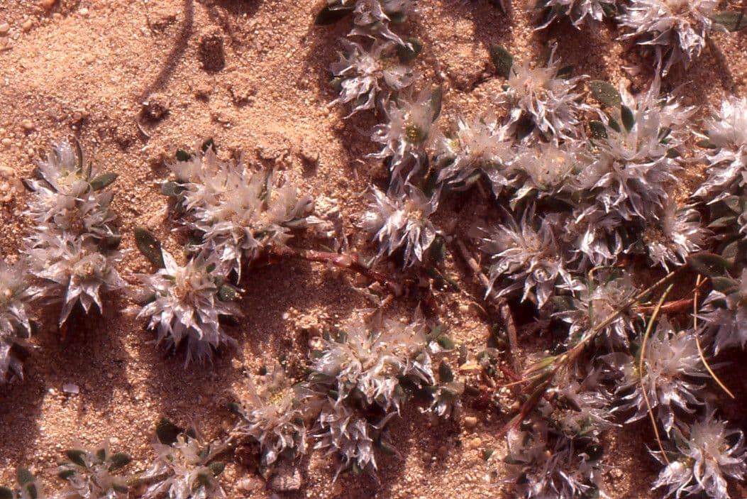 Ifloga spicata 6