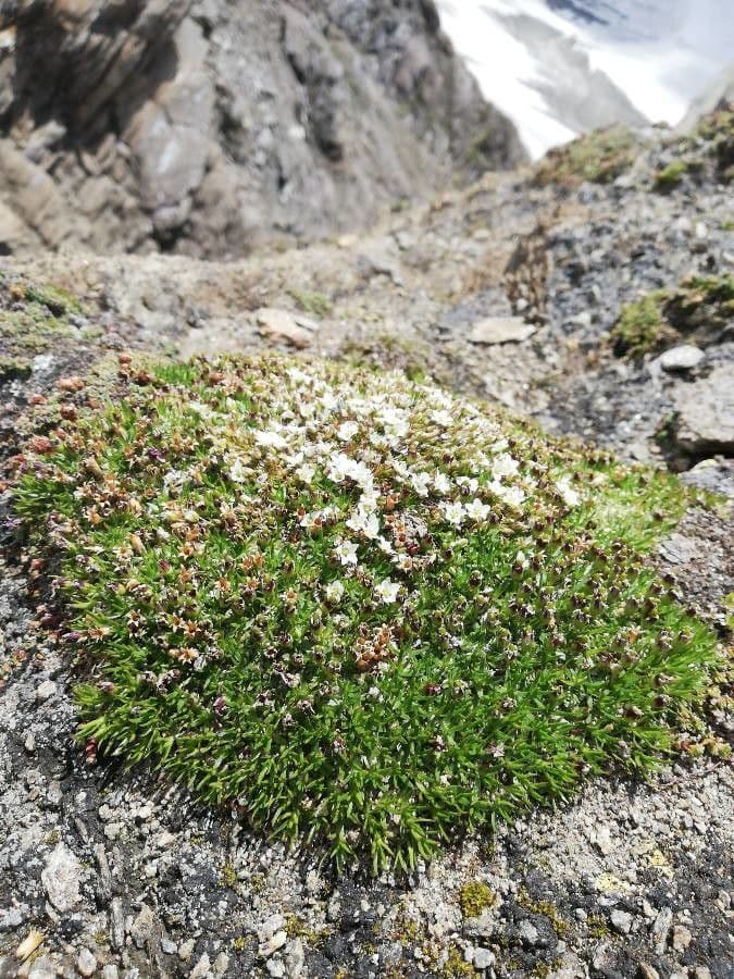 Arenaria biflora 10