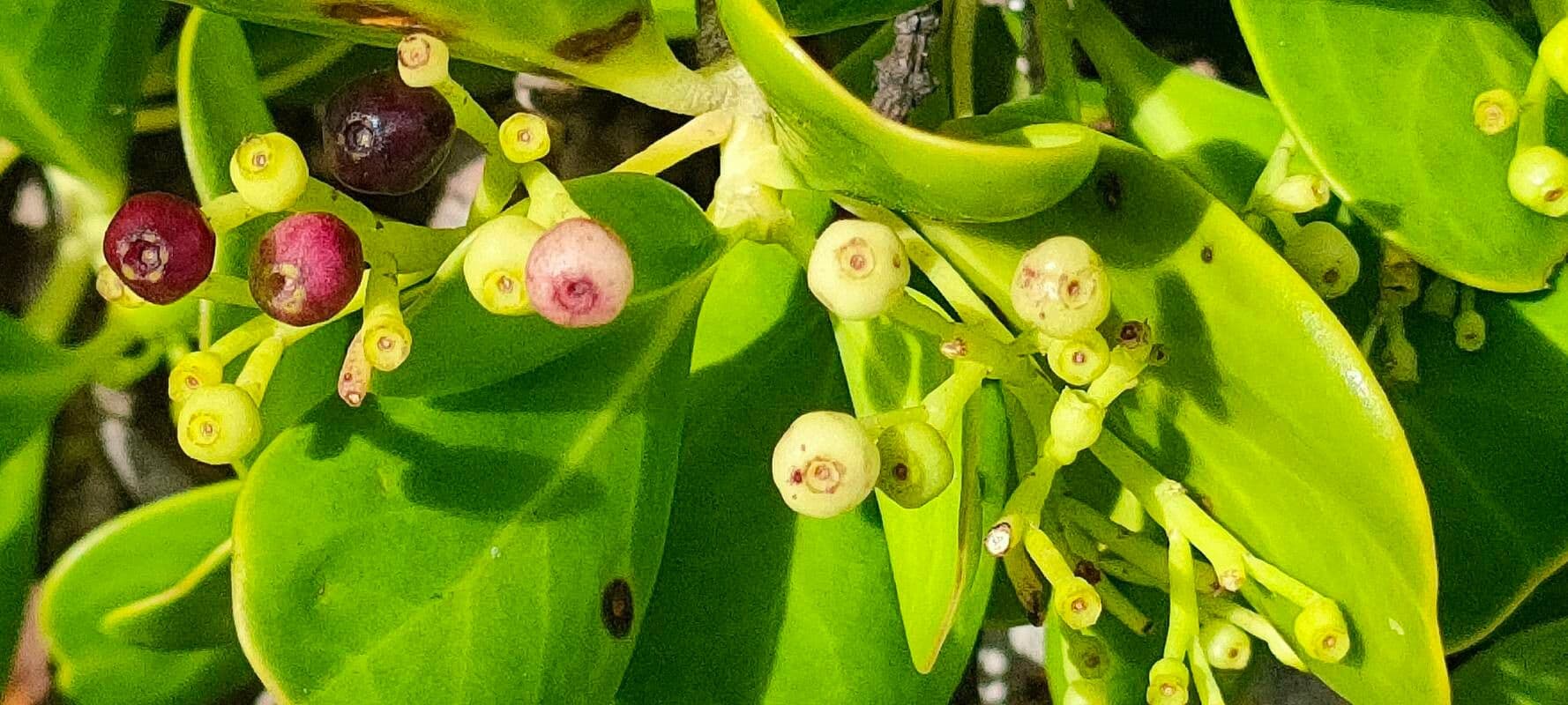 Erithalis fruticosa