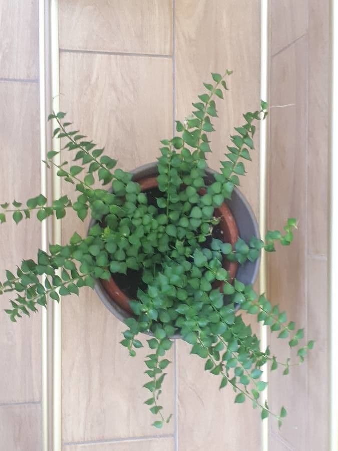 Dischidia ruszczykowata 2