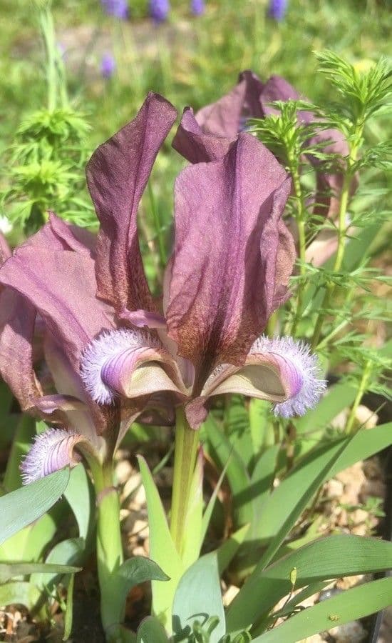 Iris