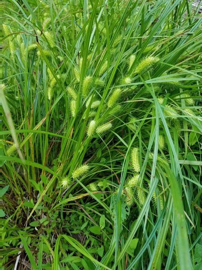 Igel-Segge 6