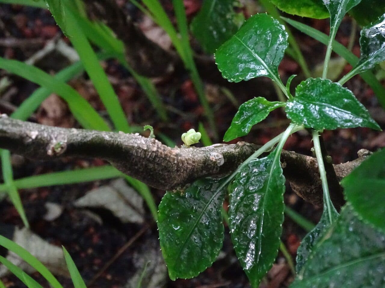 Impatiens 19