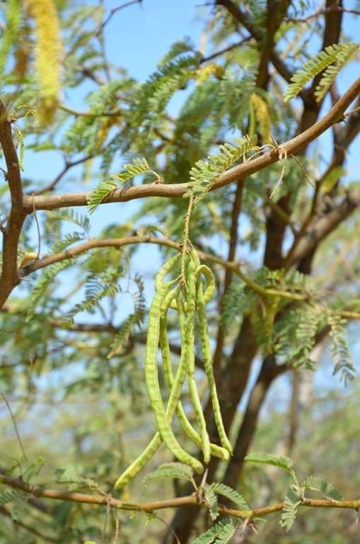 Prosopis