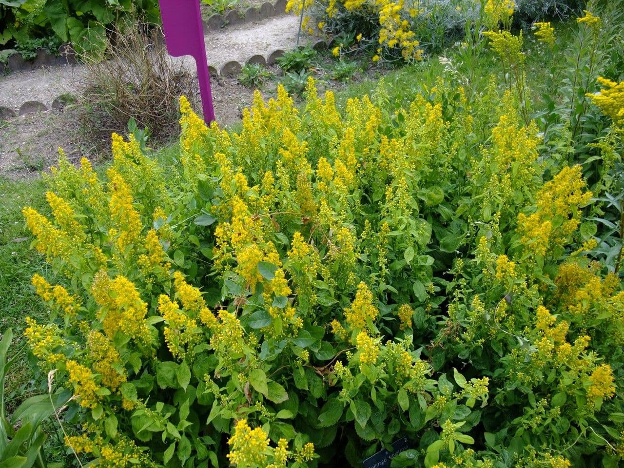 Solidago 6