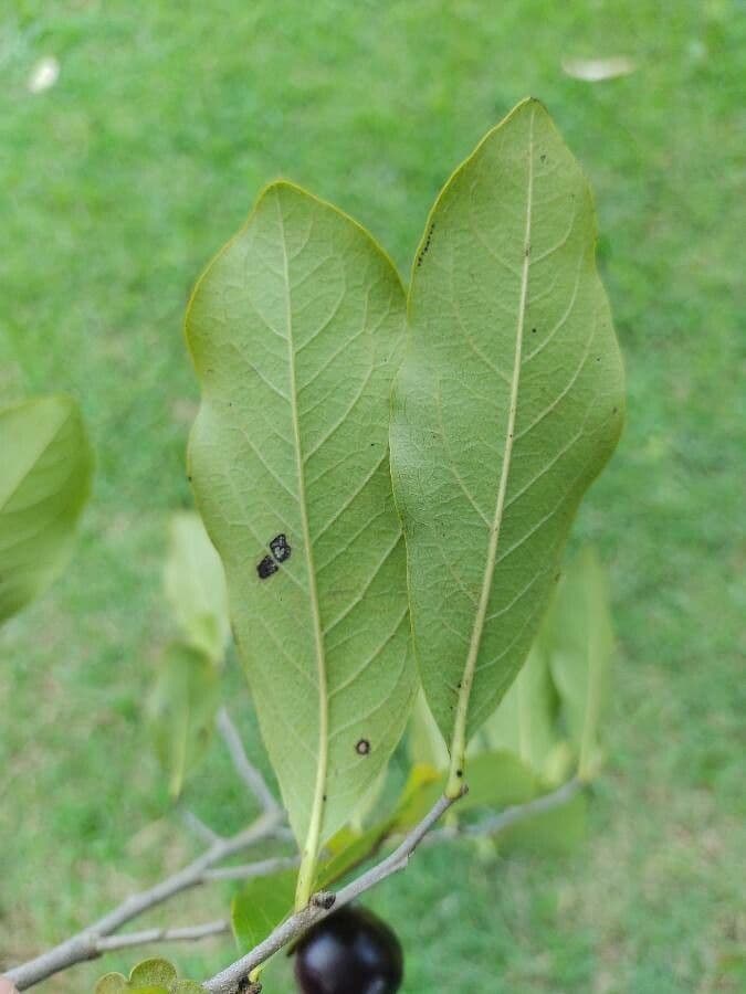 Diospyros 6